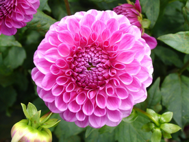 大丽花
