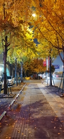 银杏树
