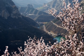 慈云寺 桃花映古寺