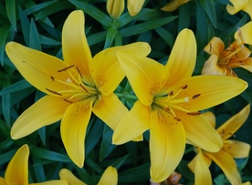 漂亮的百合花