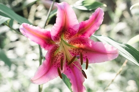 漂亮的百合花