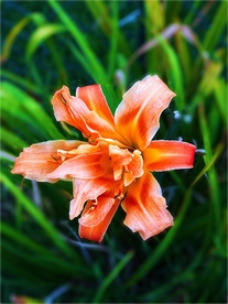 漂亮的百合花
