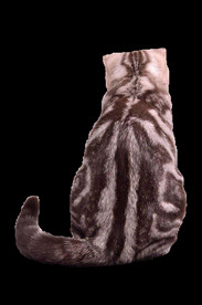 猫  小猫 咖色猫 躺着的猫