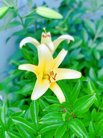 漂亮的百合花