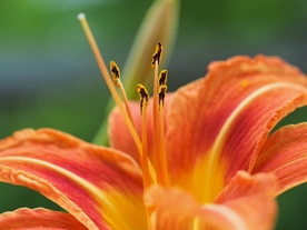 漂亮的百合花