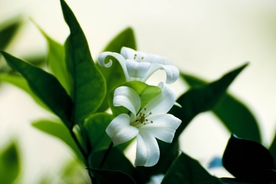 漂亮的百合花