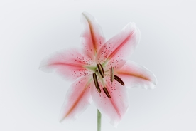 漂亮的百合花