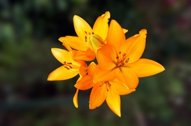 漂亮的百合花