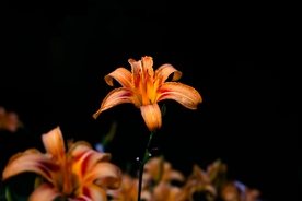 漂亮的百合花