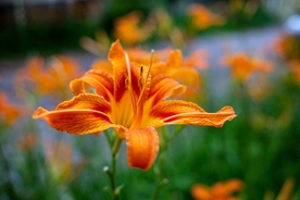 漂亮的百合花