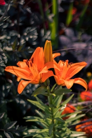 漂亮的百合花