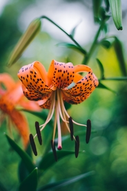 漂亮的百合花