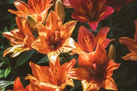 漂亮的百合花