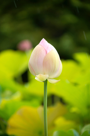荷
