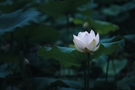 荷