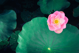 荷