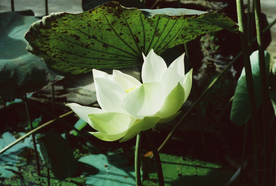 荷