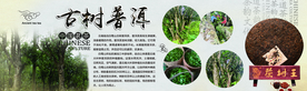 古树普洱 中国茗茶 茶树王