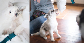 动物 宠物 狗 猫