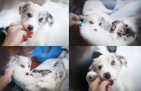 动物 宠物 狗 猫