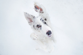 动物 宠物 狗 猫