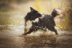 动物 宠物 狗 猫