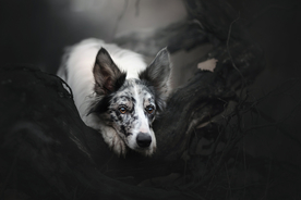 动物 宠物 狗 猫