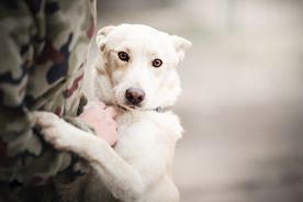 动物 宠物 狗 猫