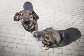 动物 宠物 狗 猫
