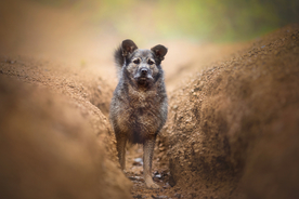 动物 宠物 狗 猫