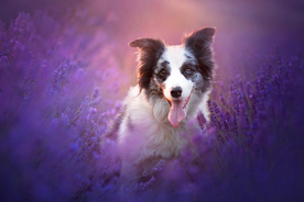 动物 宠物 狗 猫