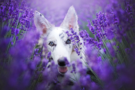 动物 宠物 狗 猫