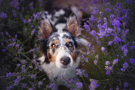 动物 宠物 狗 猫