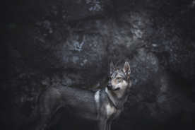 动物 宠物 狗 猫