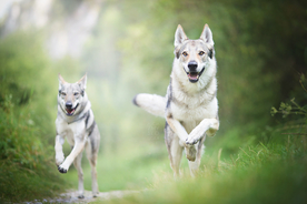 动物 宠物 狗 猫