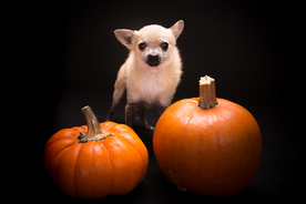 动物 宠物 狗 猫