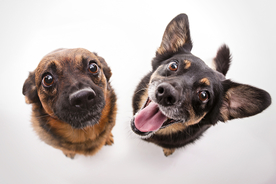 动物 宠物 狗 猫