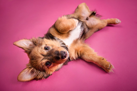 动物 宠物 狗 猫