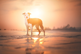 动物 宠物 狗 猫