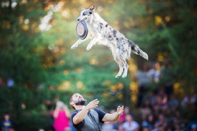 动物 宠物 狗 猫