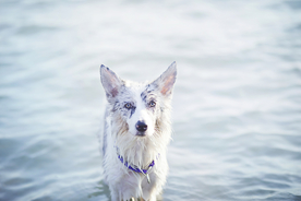 动物 宠物 狗 猫