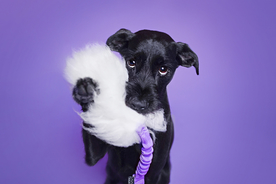 动物 宠物 狗 猫