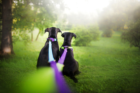 动物 宠物 狗 猫