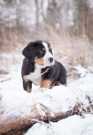 动物 宠物 狗 猫