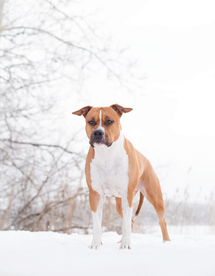 动物 宠物 狗 猫