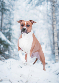 动物 宠物 狗 猫