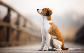 动物 宠物 狗 猫