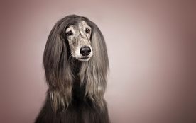 动物 宠物 狗 猫