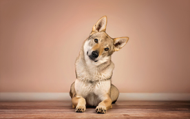 动物 宠物 狗 猫