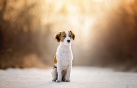 动物 宠物 狗 猫